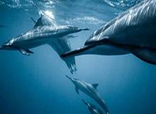 华体会体育——打造专业、安全、极致的体育娱乐平台